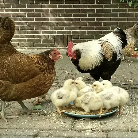 Bed & Breakfast Nova